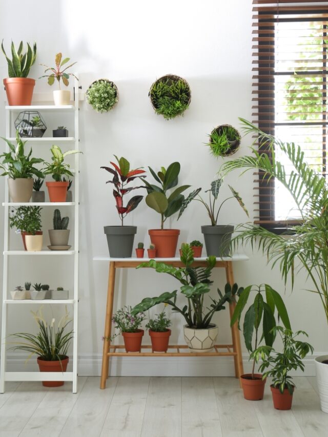cropped-home-decor-plant-garden-home-garden-rubber-plant-money-plant-house-garden